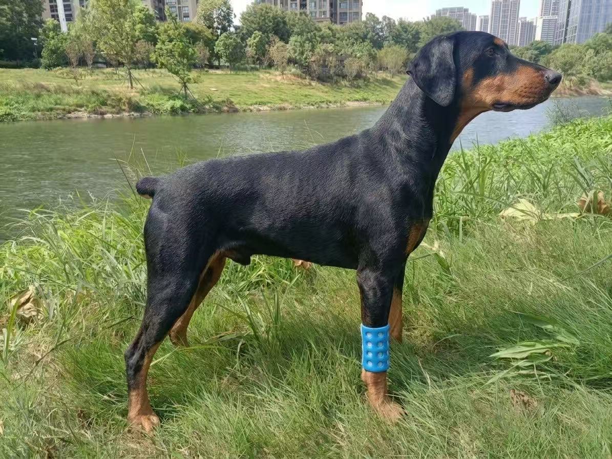 Thermoplastic splint applied to a dog's forelimb