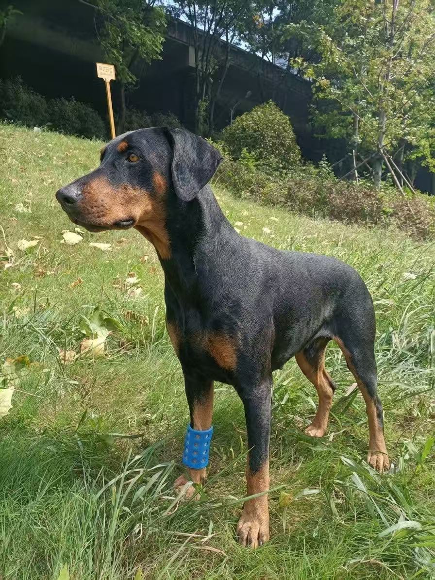 Thermoplastic splint molded around a dog's forelimb