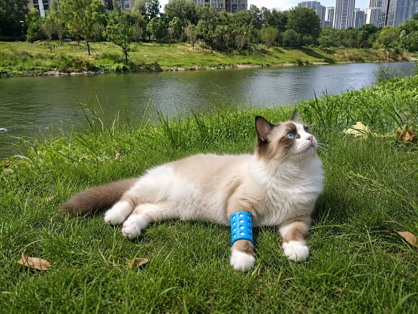 Thermoplastic splint applied to a cat's limb